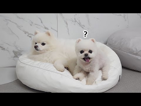 Видео: Две дружные собаки поссорились! Они обе чувствуют несправедливость, но кто же неправ?