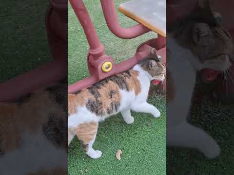 Видео: 24 октября 2025 г.