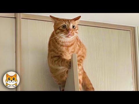 Видео: Доказательство того, что коты — тайные комики 😹 Самые смешные реакции кошек!