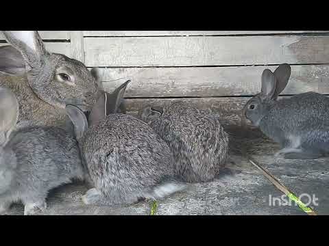 Видео: Кролики Фландр | Обзор на крольчат | Самка окролила одного крольчонка |