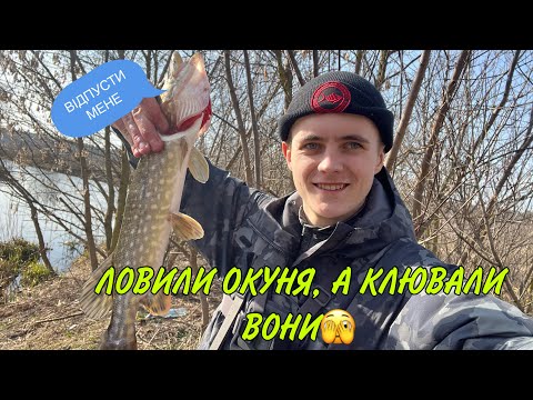 Видео: ЛОВИЛИ ОКУНЯ, А КЛЮВАЛА ЗАБОРОНЕНА РИБА. МІКРО РІЧКА ЗНОВУ ДИВУЄ. річка Ірпінь