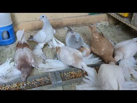 Видео: Смешанное видео, кормлю, тренирую.