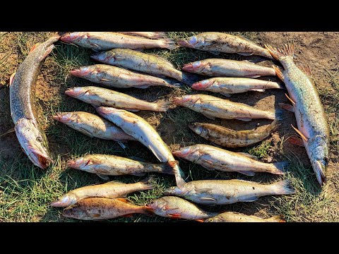 Видео: Судак на Спиннинг! У него клюют один  за одним! Камни 2020!