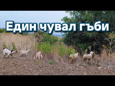 Видео: Намерих страхотни гъби на паша с животните #село #chicken #animals #funny 