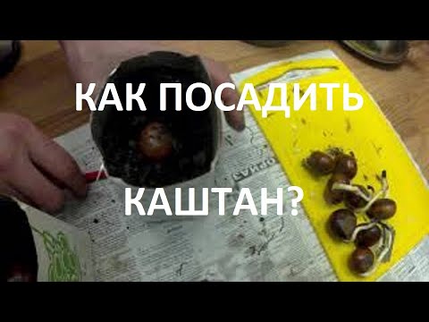 Видео: Как посадить каштан на саженцы?-2 этап //пикировка