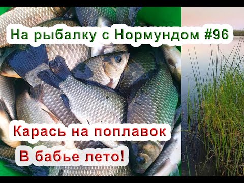 Видео: Карась на поплавок в бабье лето. На рыбалку с Нормундом #96