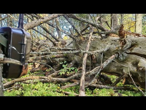 Видео: Нашел в лесу Жуткое дерево и оставил ФОТОЛОВУШКУ! Вот кто пришел!