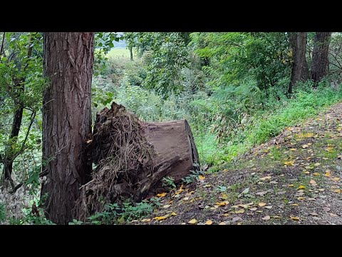 Видео: Понедельник день не очень тяжёлый ☺️