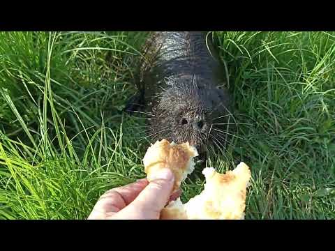 Видео: Кому в нашем колхозе жить хорошо?