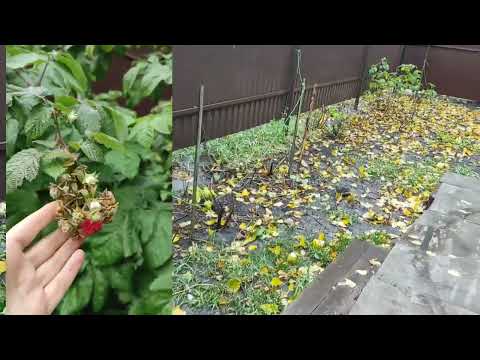 Видео: Продам дом в Строителе Белгородской области