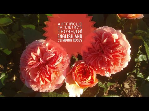 Видео: Англійські та плетисті троянди 2020 Ч2. English roses