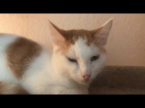 Видео: Приехал кот Марти