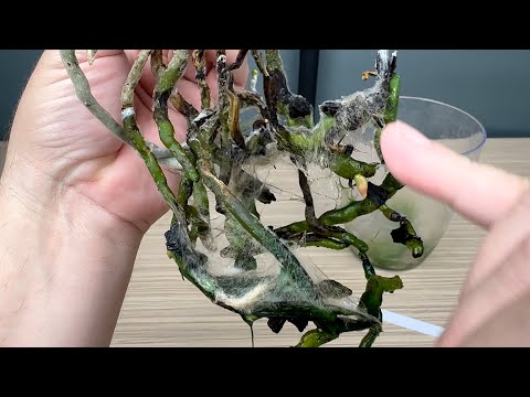 Видео: пушистая плесень на корнях орхидеи как избавиться