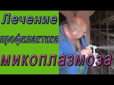 Видео: Микоплазмоз у кур.  Лечение и профилактика микоплазмоза