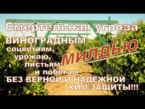 Видео: Страшная УГРОЗА вашему винограду - болезнь МИЛДЬЮ! Беспощадная и жестокая уничтожает урожай и кусты!
