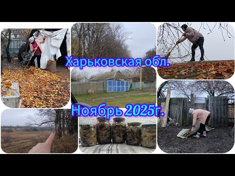 Видео: Ночью в соседнее село/Убираем листья/За грибами вешенками/Закатала грибы.