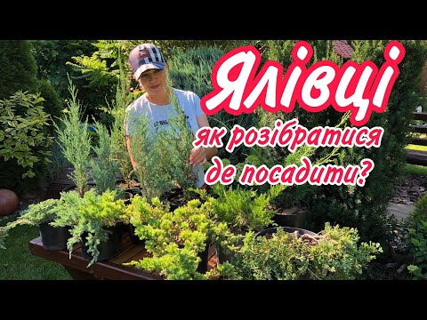 Видео: ЯЛІВЦІ.Скельні.Середні.Грунтопокривні.Повзучі.Як розібратися де посадити? Ялівці для НІВАКІ.Топіарні