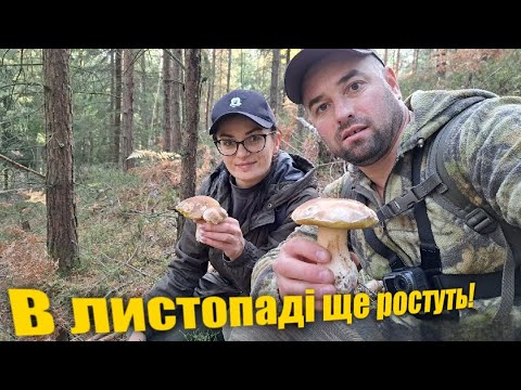 Видео: БІЛІ ГРИБИ В ЛИСТОПАДІ ЩЕ РОСТУТЬ! /  Дуже Вдалий Похід На Цікаві Грибні місця!