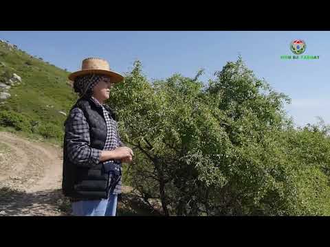 Видео: "ЯК ГӮШАИ ДИЁР"-ДОИР БА МУЪҶИЗАҲОИ КӮҲИ ЭМОМ АСКАРА (И)