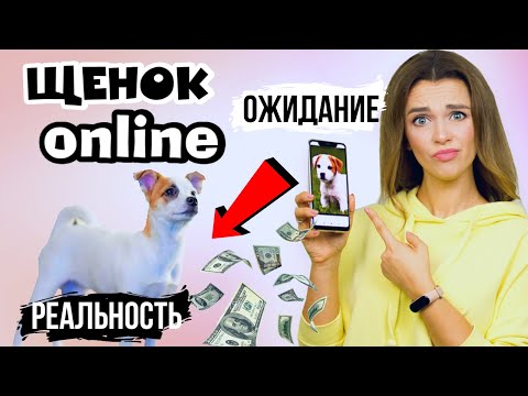 Видео: КАК БЕЗОПАСНО КУПИТЬ ЩЕНКА ПО ИНТЕРНЕТУ? | Советы по онлайн выбору и покупке собаки