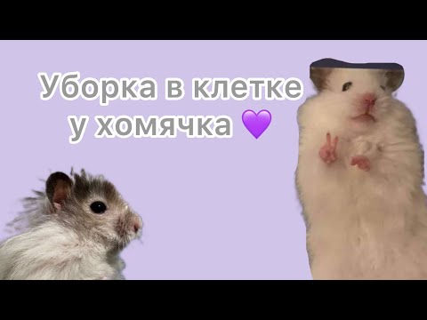 Видео: Уборка у хомяка 💜￼