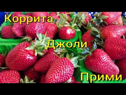 Видео: Клубника Коррита, Джоли,Прими.  Вкусные, урожайные, сладкие сорта