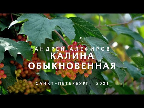 Видео: Калина обыкновенная. Алефиров А.Н.