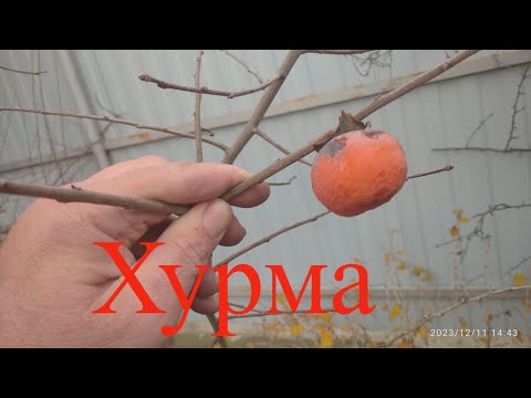 Видео: Дегустация Кубанской хурмы.