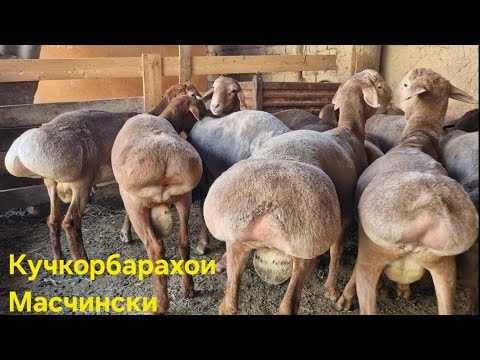 Видео: Супер Кучкорхои зоти Масчински парода фуруши.  Ватсап 907 49 19 19  тел + 992 107 49 19 19