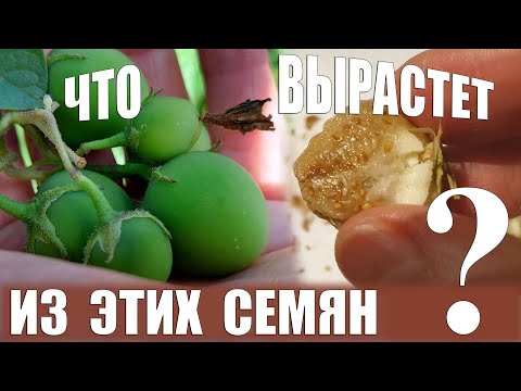 Видео: КАРТОФЕЛЬ ИЗ СЕМЯН / Миниклубни первого года