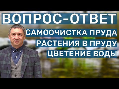 Видео: Создание экосистемы в пруду. Советы по обслуживанию пруда и рыбоводству