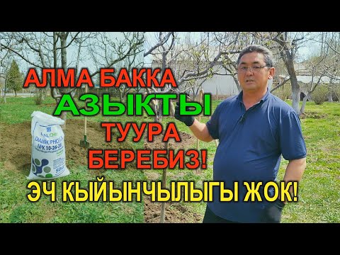 Видео: САПАТТУУ АЛМА АЛАМ ДЕСЕҢИЗ АЗЫКТЫ ТҮБҮНӨ ТУУРА БЕРИҢИЗДЕР. КМЦ КЫРГЫЗСТАН