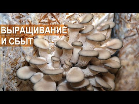 Видео: Вешенка. Выращивание и сбыт. Фермер Олег Топорков. Агрофирма "Грибы "Урала"