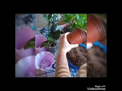 Видео: Малочай (Она мехри) гулини парвариши ва кўпатириш