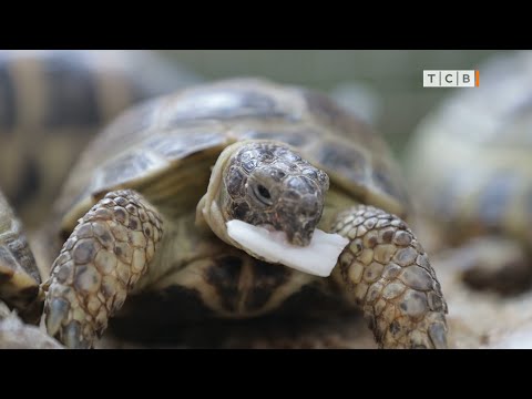 Видео: Сухопутные черепахи. В чём их прелесть