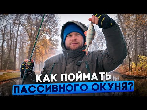Видео: КАК ПОЙМАТЬ ПАССИВНОГО ОКУНЯ?