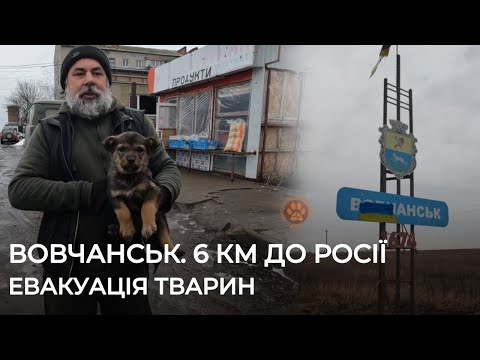 Видео: ВОВЧАНСЬК | В місті посилилися обстріли | Евакуація тварин