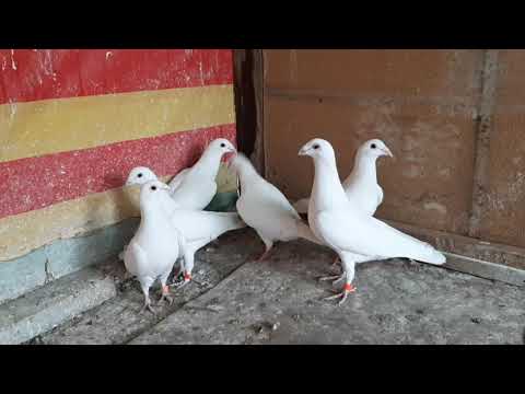 Видео: Белые почтовые голуби - 2