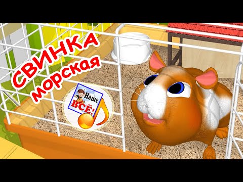 Видео: СВИНКА МОРСКАЯ. Мульт-песенка для малышей. Наше всё!