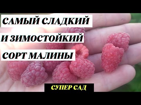 Видео: Самый сладкий сорт малины . Малина Гусар
