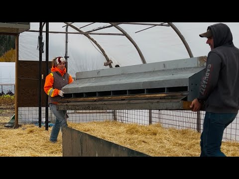 Видео: Перемещение кур в теплицу (часть 2) | Подготовка к зиме завершена!