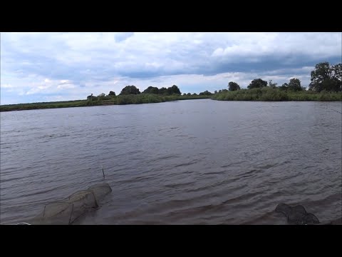 Видео: Рыбалка на реке Припять район Вильча конец июня 2025г. Отдых и рыбалка в Беларуси!