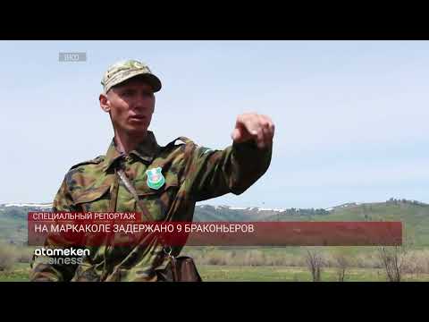 Видео: На Маркаколе начался нерест ускуча / Специальный репортаж  (31.05.22)