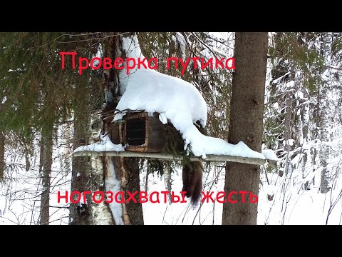 Видео: Проверка путика. Ушла с капканом. Пробиваю путь. Секретная приманка.