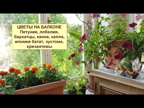 Видео: Цветы на балконе. Петуния, лобелия, канна, калла, эустома, годеция, бархатцы, хризантемы в горшках.