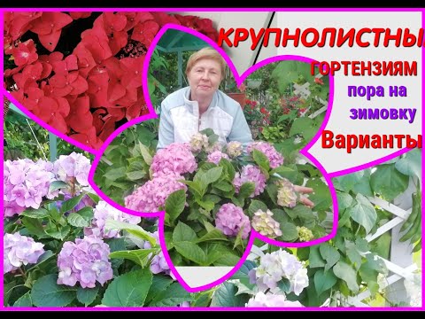 Видео: Крупнолистные ГОРТЕНЗИИ Как подготовить к зиме. Варианты зимовки