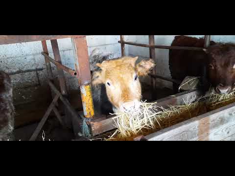 Видео: ВЕС НАШИХ БЫКОВ В 7 МЕСЯЦЕВ