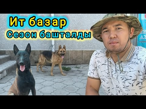 Видео: Ит базар Бишкек ш. #итбазар #жаймабазар #тоокбазар #малбазар #барахолка 