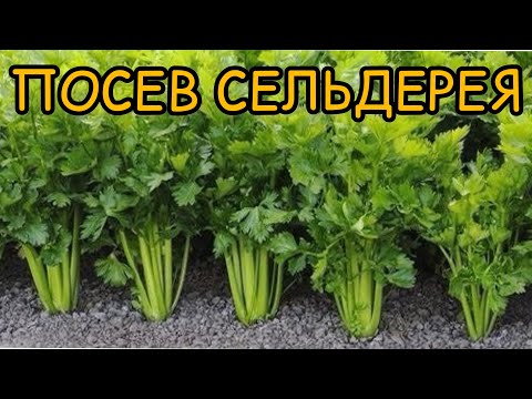 Видео: Как правильно посеять сельдерей: лучшие советы и рекомендации