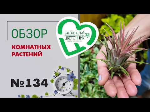 Видео: Обзор растений: пальмы, алоказия Жаклин, эпипремнумы, хойи, фикусы, папоротники и тилландсии  №134